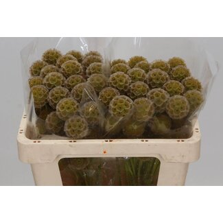Freshy Scabiosa Stellata Xl Geel