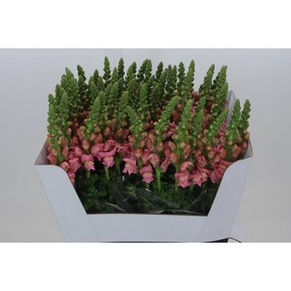 Freshy Antirrhinum Maryland Pink