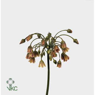 Freshy Allium Siculum