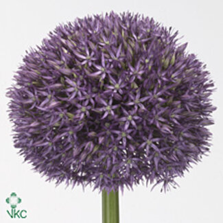 Freshy Allium Pinball Wizar