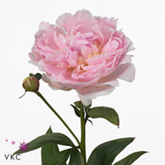 Freshy Paeonia L Pillow Talk
