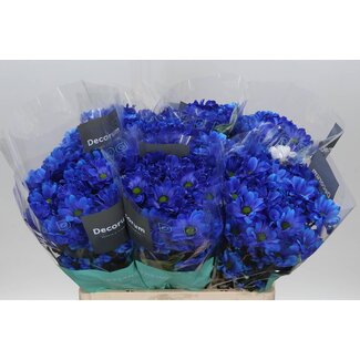 Freshy Chrysant T Euro Blue