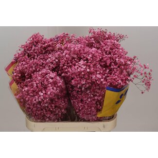 Freshy Gyps Kleurbehandeld Lycher Pink