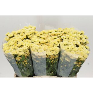 Freshy Chrysant santini Rossi Cream