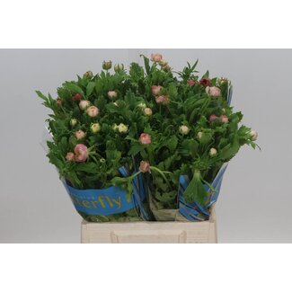Freshy Ranunculus Butterfly Hera