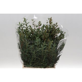 Freshy Eucalyptus Parvi Sa 150gr Short (p. bos)