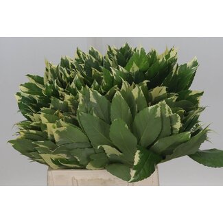 Freshy Aralia Variegated 45cm (p. bos)