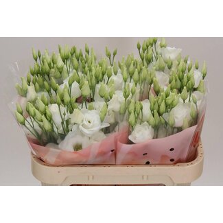 Freshy Eustoma Lisianthus Filled “Arena Giant White” | Colour: White | Length ± 70 centimetre | Per 10 stems
