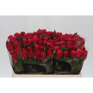 Freshy Roses “Tacazzi” | Colour: Pink | Length ± 50 centimeter | Per 20 roses
