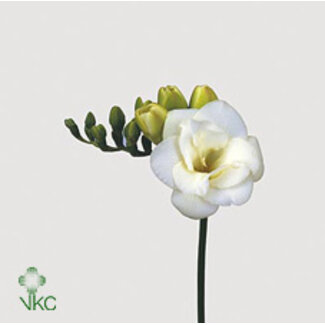Freshy Freesia dubbel Versailles Extra