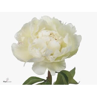 Freshy Paeonia L Ivory Victory