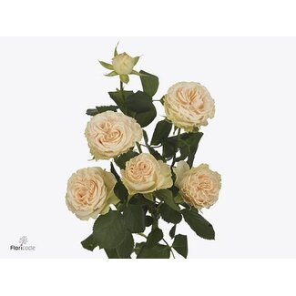 Freshy R tros Summerrose