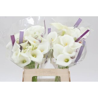 Freshy Zantedeschia White Art