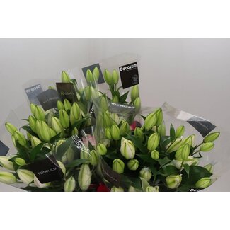Freshy Lelie Oriental Dubbelbloemig Aqua “Anouska” | Kleur: Wit | Lengte ± 90 centimeter | Per 10 stelen verse bloemen