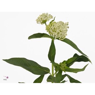 Freshy Asclepias in Ice Ballet