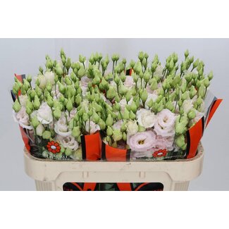 Freshy Eustoma Gevuld Chac Wedding Pink