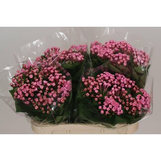 Freshy Bouvardia enkel Sweet Lady
