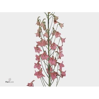 Freshy Delphinium En Pink Sensation