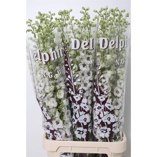 Freshy Delphinium El Dewi Rocket