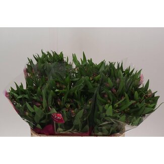 Freshy Alstroemeria Morado