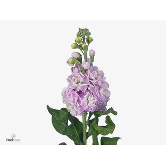 Freshy Violier Mathilda Pink
