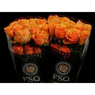 Freshy R Eq Peach X-pression