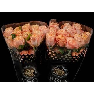 Freshy Roses “Garden Princess Crown” | Couleur: Couleurs mélangées | Longueur ± 60 centimeter | Origine Ecuador | Par 20 roses