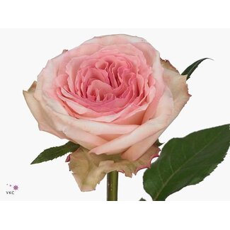 Freshy R Eq Gar Pink Ohara