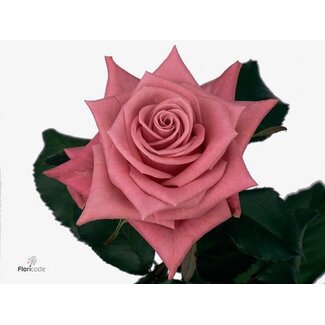 Freshy Roses “Gotcha” | Colour: Pink | Length ± 60 centimeter | Origin Ecuador | Per 20 roses