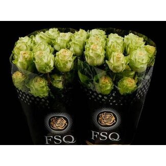 Freshy R Eq Green Antique