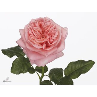 Freshy R Eq Pink X-pression