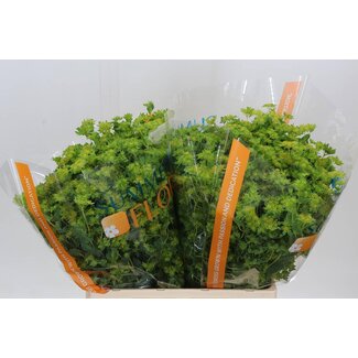 Freshy Bupleurum Rotundifolium Goudscherm | Kleur: Geel | Lengte ± 60 centimeter | Per 50 stelen verse bloemen