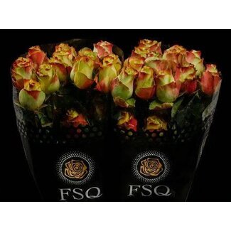 Freshy Roses “Zazu” | Colour: Green Red | Length ± 40 centimetre | Origin Ecuador | Per 20 roses