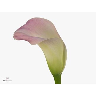 Freshy Zantedeschia Capt Marrero