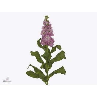 Freshy Violier Mathilda Antique Roze