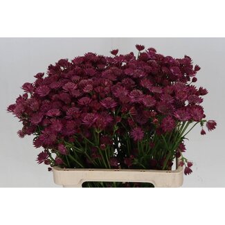 Freshy Astr.hollands Red Joyce