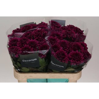Freshy Chrysant deco Lamira