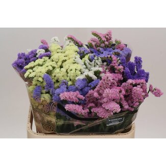 Freshy Limonium S Gemengd