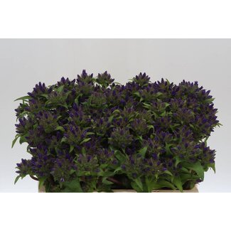 Freshy Campanula Gl Superba