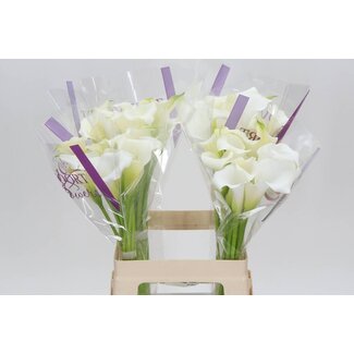 Freshy Zantedeschia White Mambo