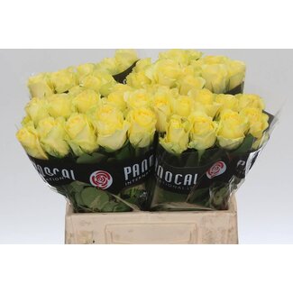 Freshy Rose “Minion Rose” | Colour: Yellow | Length ± 40 centimetre | Per 20 roses