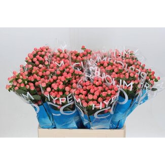 Freshy Hypericum Coco Tiamo