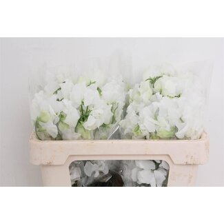 Freshy Lathyrus Win Sun White