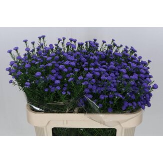 Freshy Aster Astee Parade