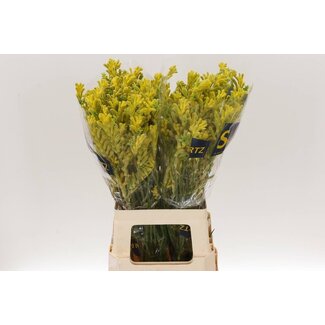 Freshy Anigozanthos F Bush Gold
