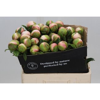 Freshy Paeonia Col Owen Cousins