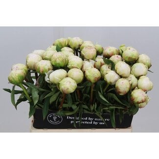 Freshy Paeonia L Brother Chuck