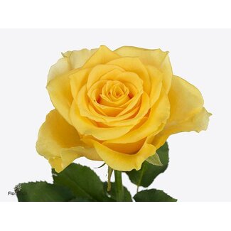 Freshy Rosa Palmares