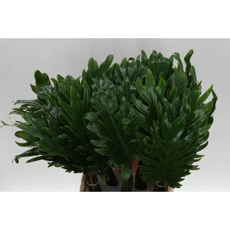 Freshy Philodendron Xanadu Blad | Kleur: Groen | Lengte ± 50 centimeter | Per 20 takken