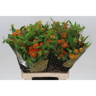 Freshy Asclepias Tuberosa